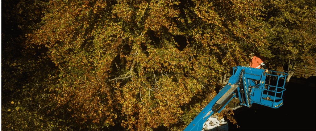 tree services kent